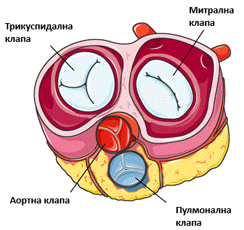 440-human-heart-diagram-valves-16984020895212.gif