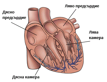 468-human-heart-diagram-picture-16987671241202.gif