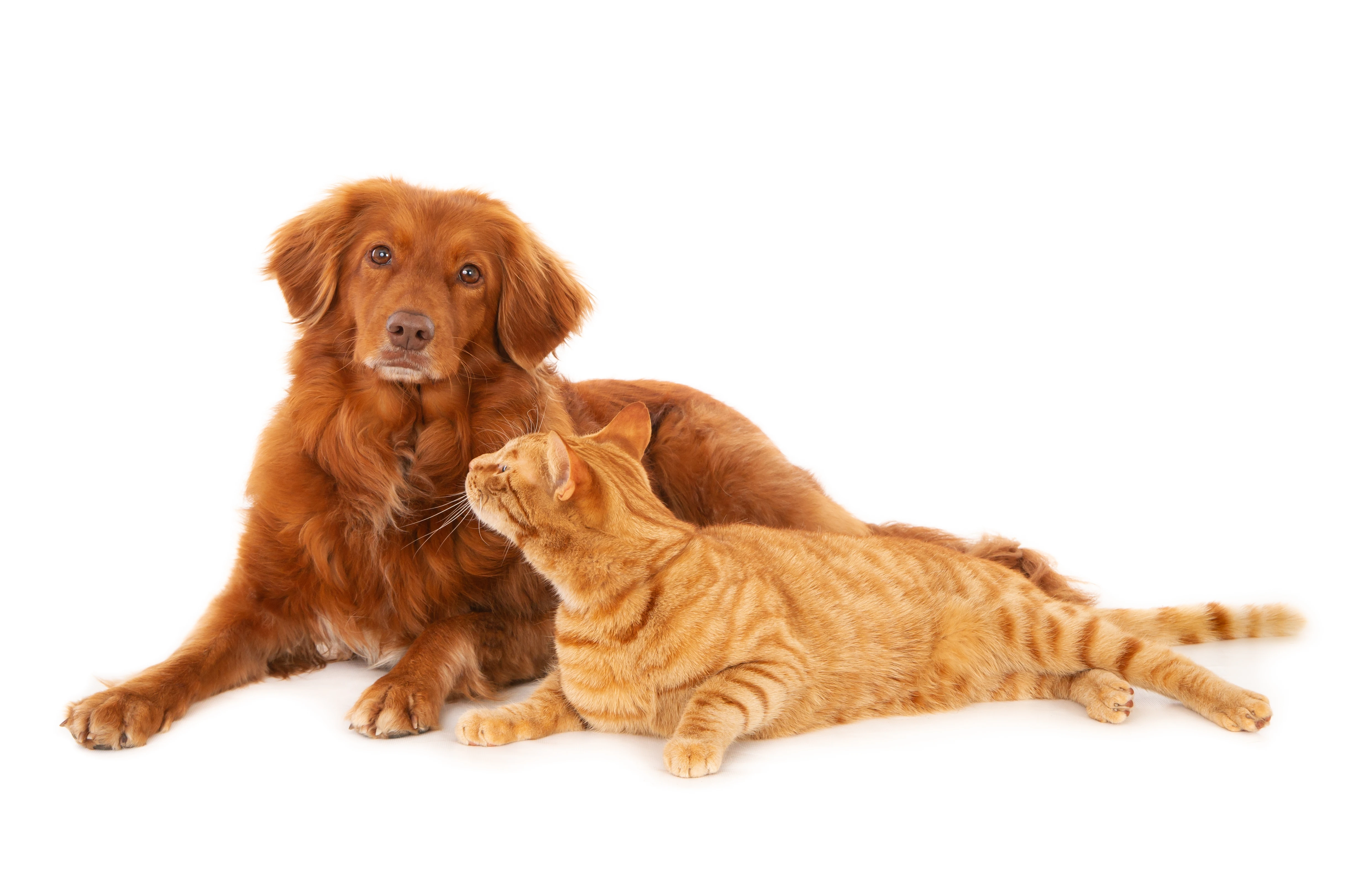 441-isolated-shot-ginger-cat-looking-retriever-dog-looking-camera-white-surface-17582189877924.jpg