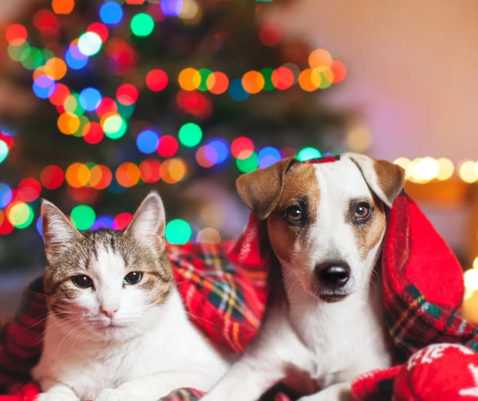 Празниците идват… а кой ще се грижи за вашия любимец?