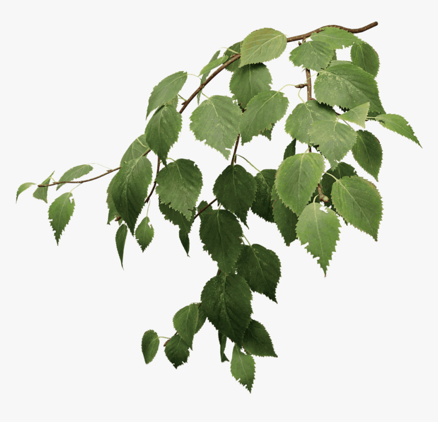 47-30-305376birch-tree-leaves-png-transparent-png.png