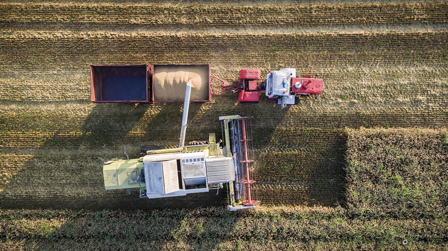 1966-harvest2019plamenstoyanovphotography-14-15689791707103.jpg