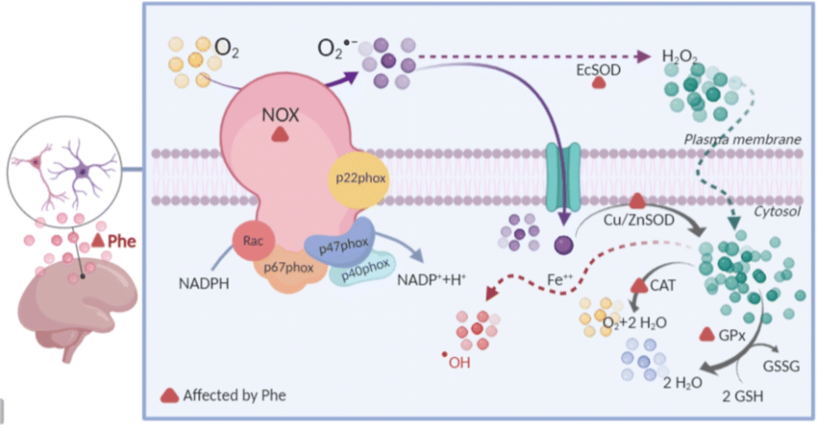 NADPH оксидазите