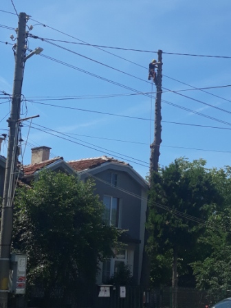 Опасни дървета Рязане на опасни дървета