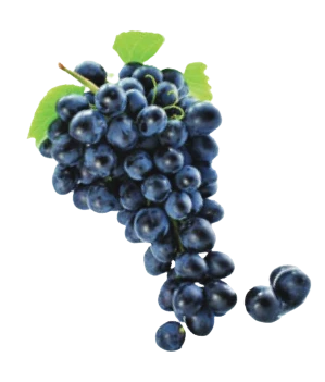 35-grozde-removebg-preview-16766228944287.png