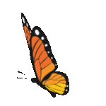 713-butterflight-1754822525714.gif