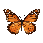 715-peperuda1-17548242939804.gif