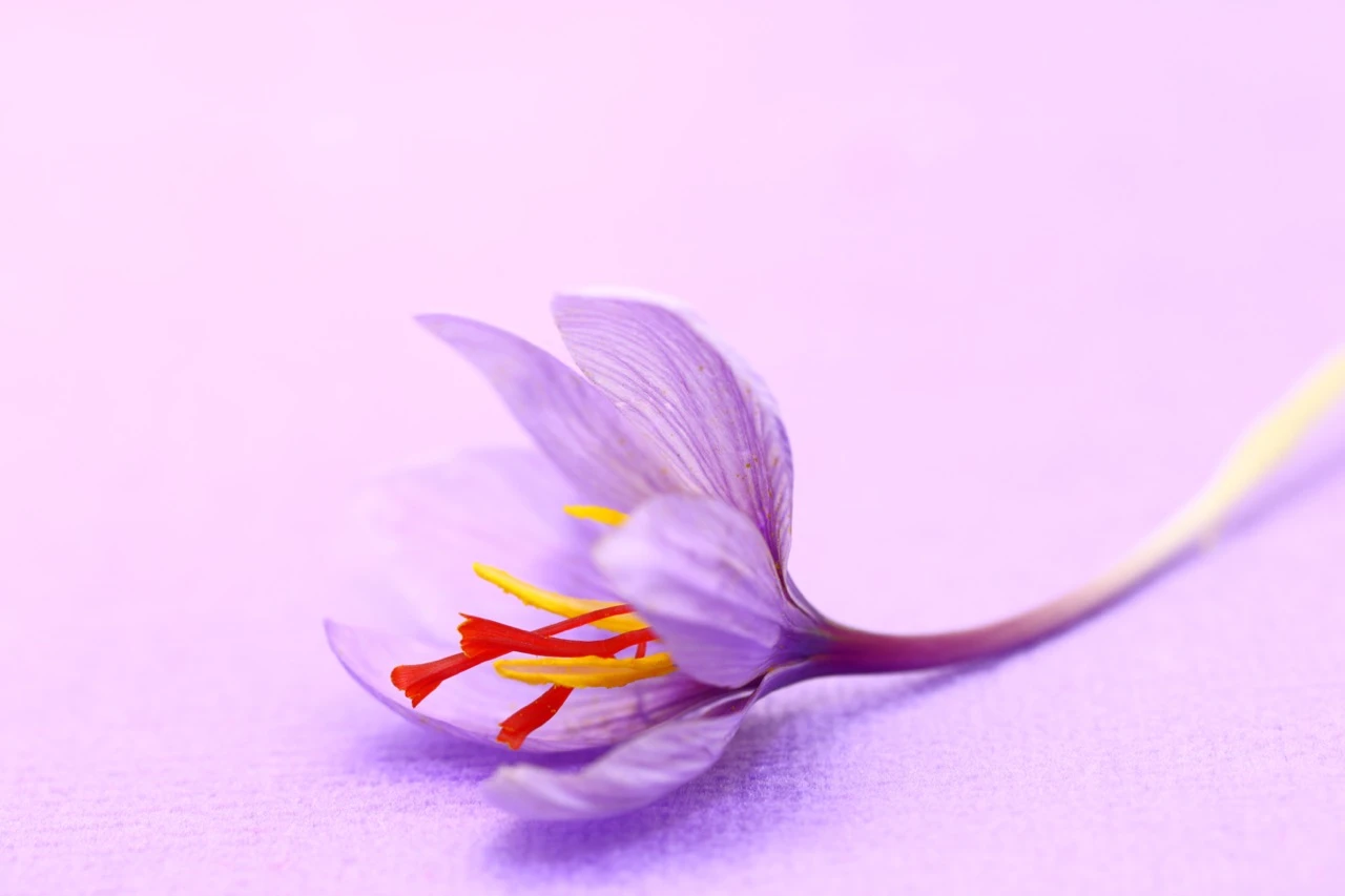 r30-close-up-saffron-flowers-purple-background-large-17509361376533.jpeg
