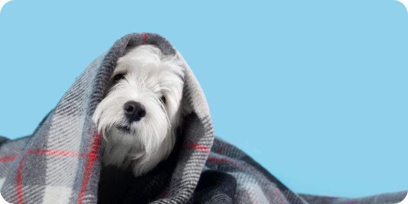 Груминг през различните сезони: Какво трябва да знаем?