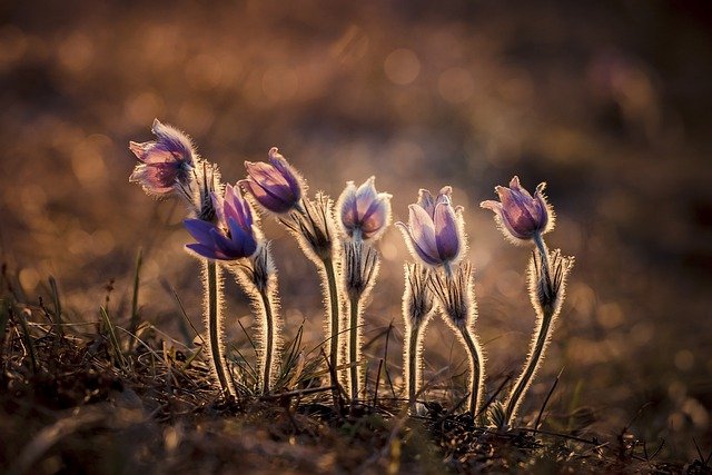 36-flowers-5516493640.jpg