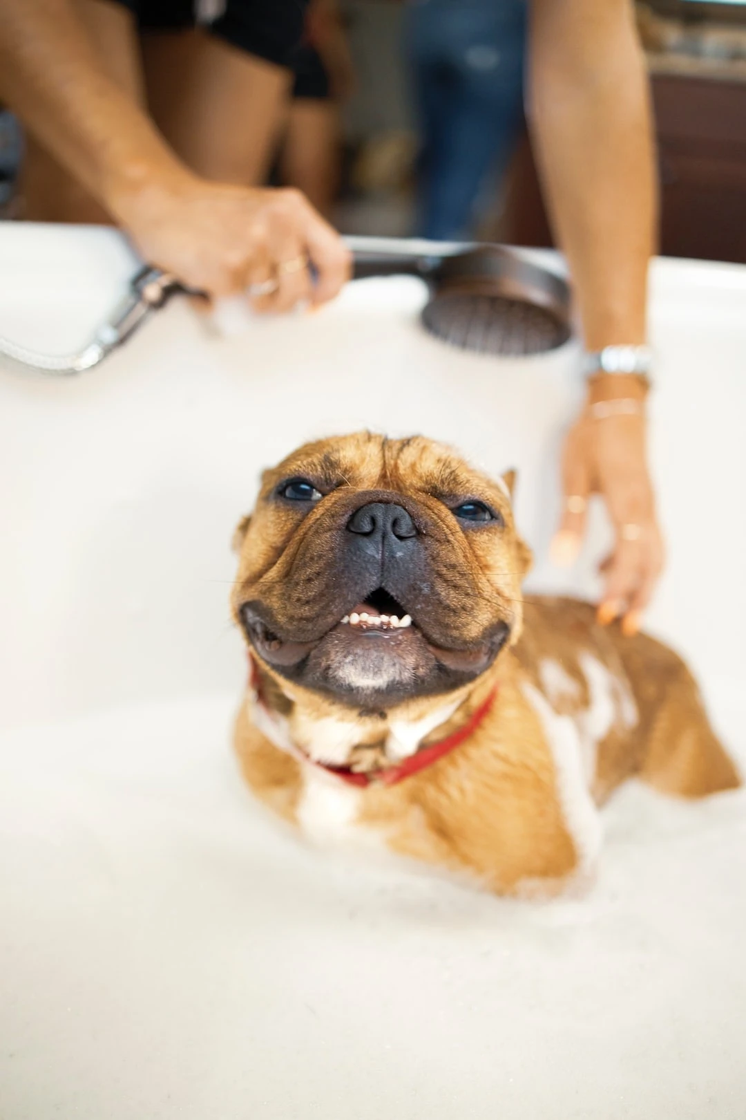 Какво трябва да знаеш за къпането на кучето!