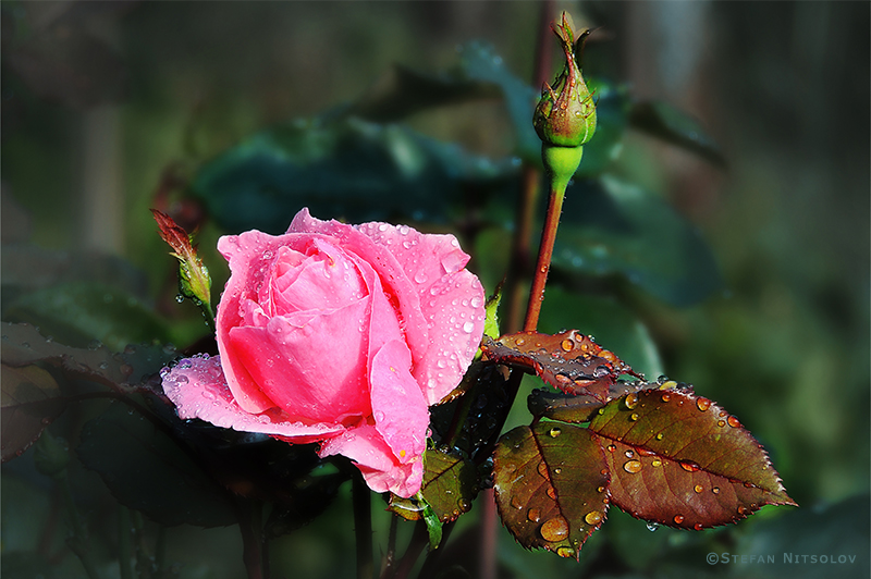 Rose from My Villa 403-dscn36341rose-from-my-villa-25-08-2014.jpg