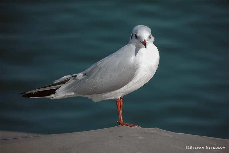 A Self-satisfied Gull 403-dscn5497a-a-self-satisfied-gull-20-12-2014.jpg