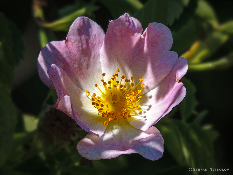 Wild Rose 403-dscn7796-wild-rose-03-06-2015.jpg