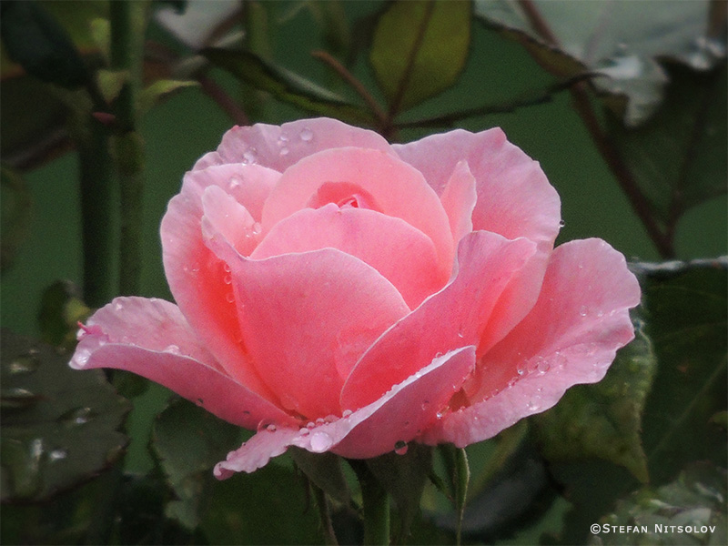 Rose 403-dscn8835-rose-23-08-2015.jpg
