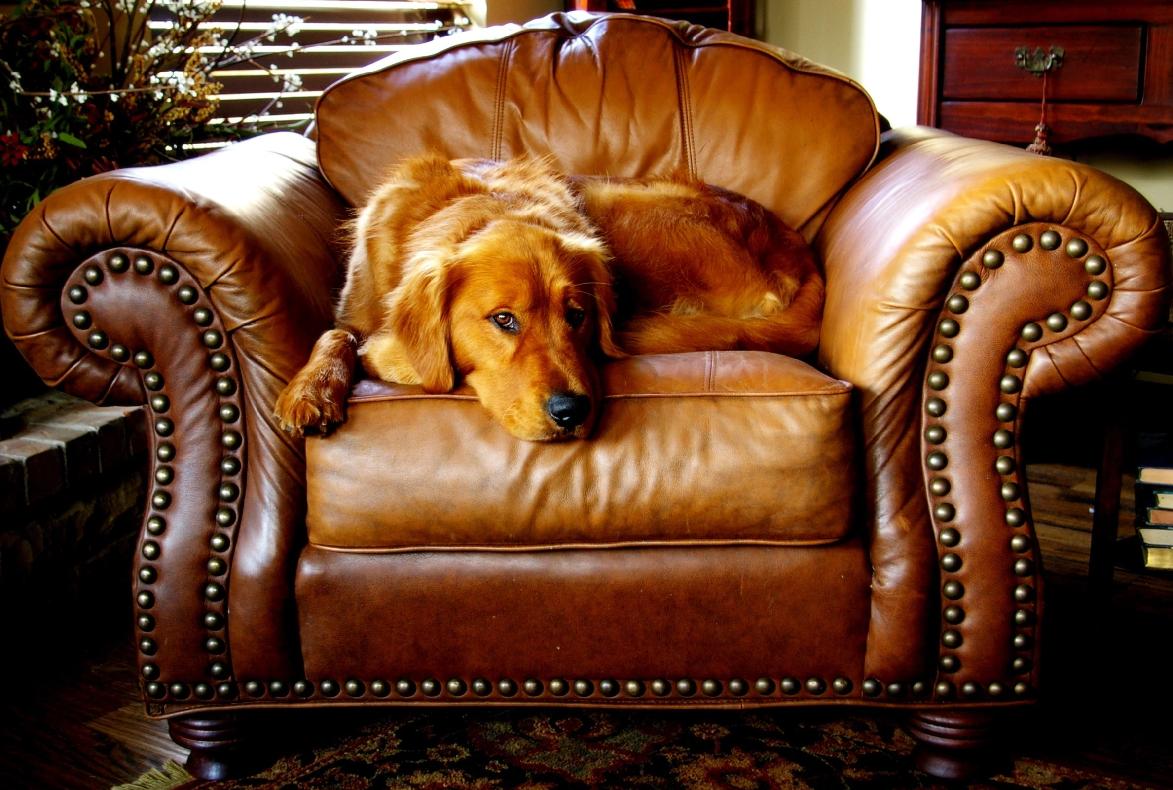 r1-2017-10-0914-14-53freshly-restored-chesterfield-17104267449397.jpg