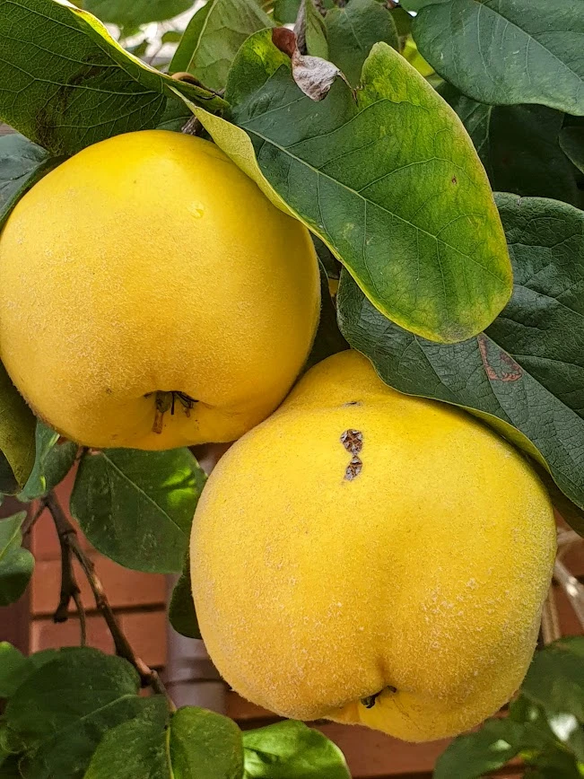 Golden quinces ripening on the tree. Photo by Danni Howe