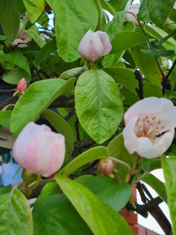 Beautiful quince blossoms, a sign of spring and a promise of the delicious fruit to come. Photo by Danni Howe