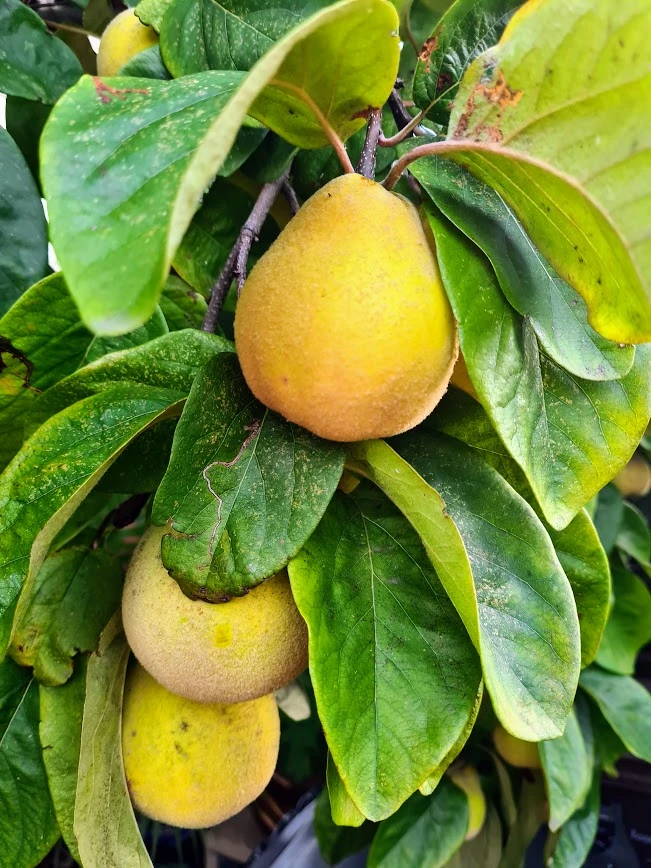 Quinces hanging on the tree, slowly ripening into their golden hue. Photo by Danni Howe