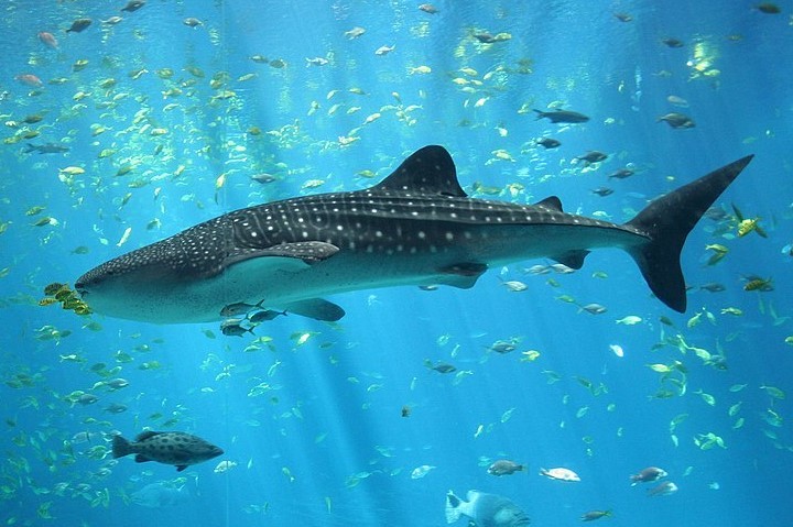 00720479771-1080px-malewhalesharkatgeorgiaaquarium.jpg