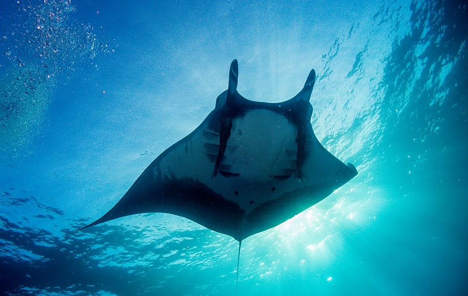 00960607466-960px-oceanicmanta.jpg