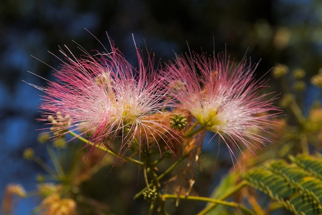 Албиция (Albizia julibrissin) – красиво декоративно дърво с розови цветове и корона. Научете повече за засаждането, отглеждането, поливането и зимната защита.