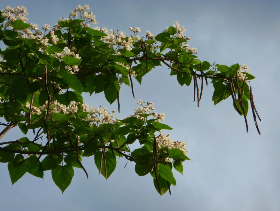 Каталпа (C. bignonioides)