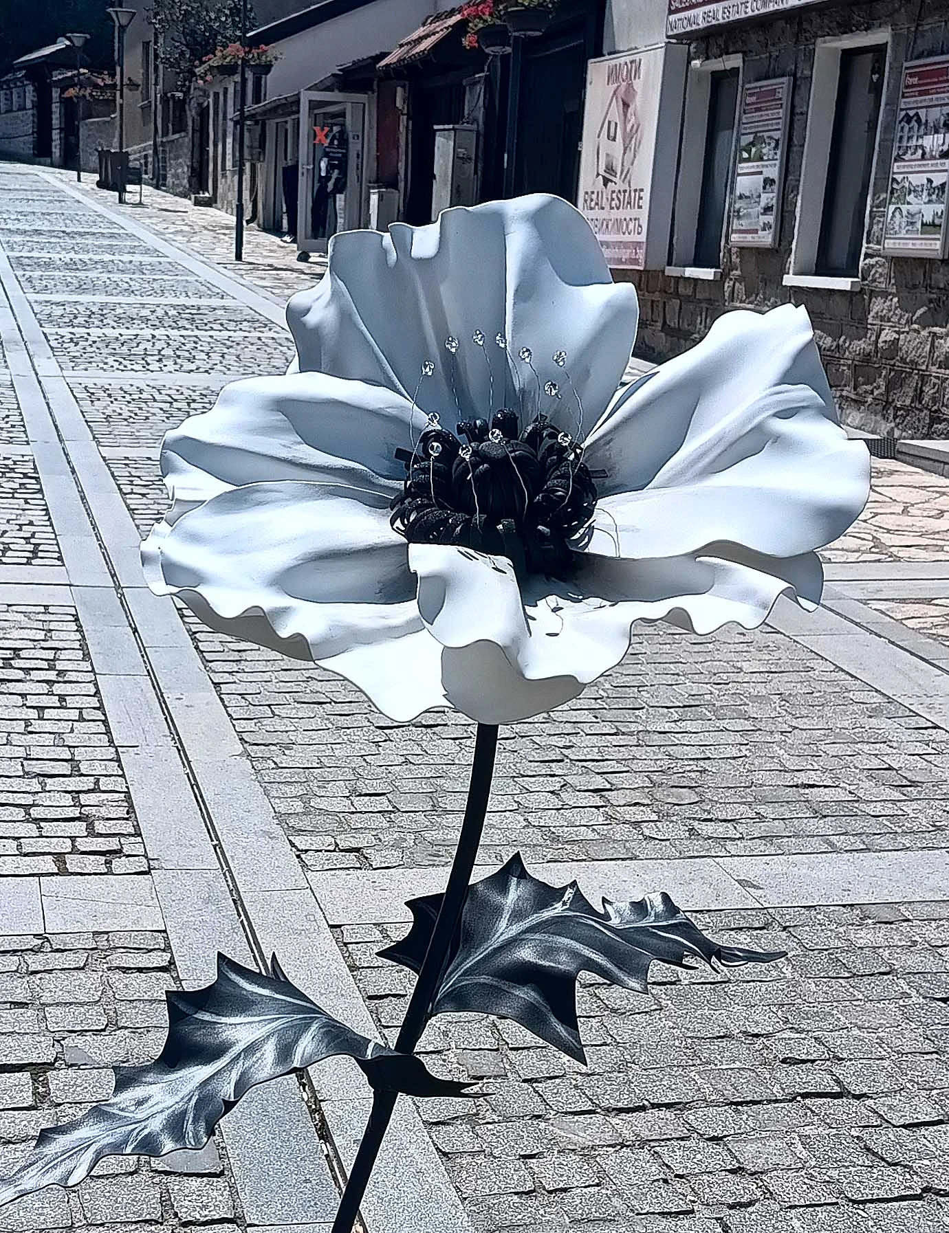 Анемония - стоящо цвете 217-img21122-17068238982306.jpg