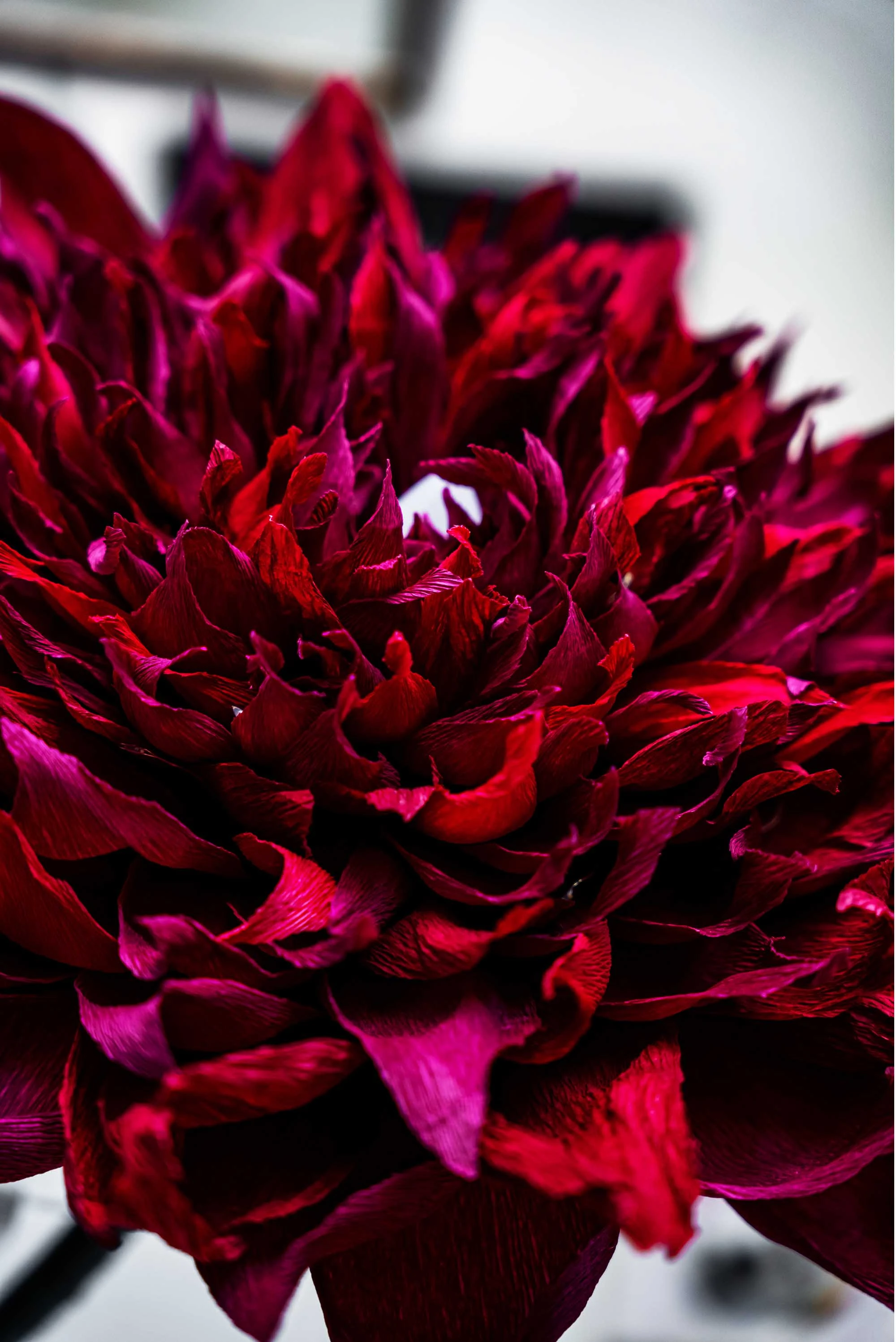 Елемент - големи Божури 217-urv-20µcjjjjjjjjjjjjjjjjjjjjjjjjjjjjjjjjjjjjjjjjjjjjjjjjjjn-17068230208495.jpg