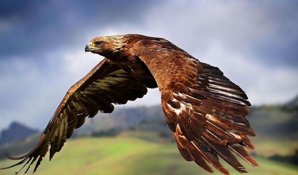 Право на Крылья