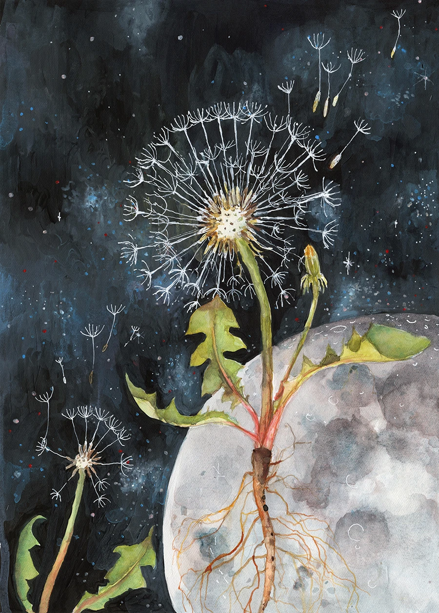 "Лунно глухарче" 141-dandellion-2-sm-17307230159549.jpg