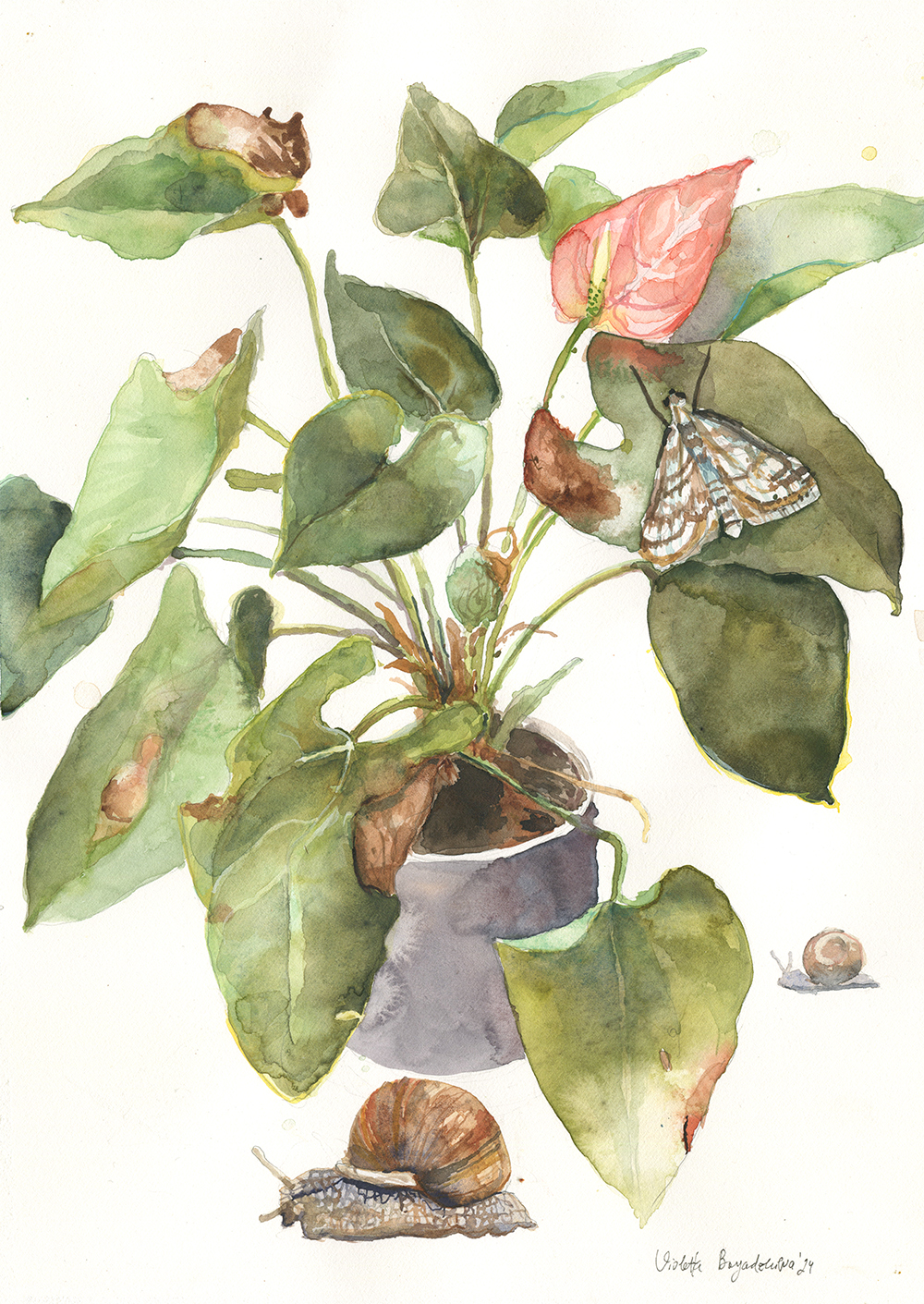 "Антуриум 3" Антуриум