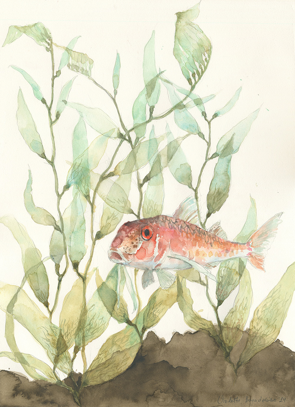 "Барбуня"  189-barbunq-sm-17307165020399.jpg