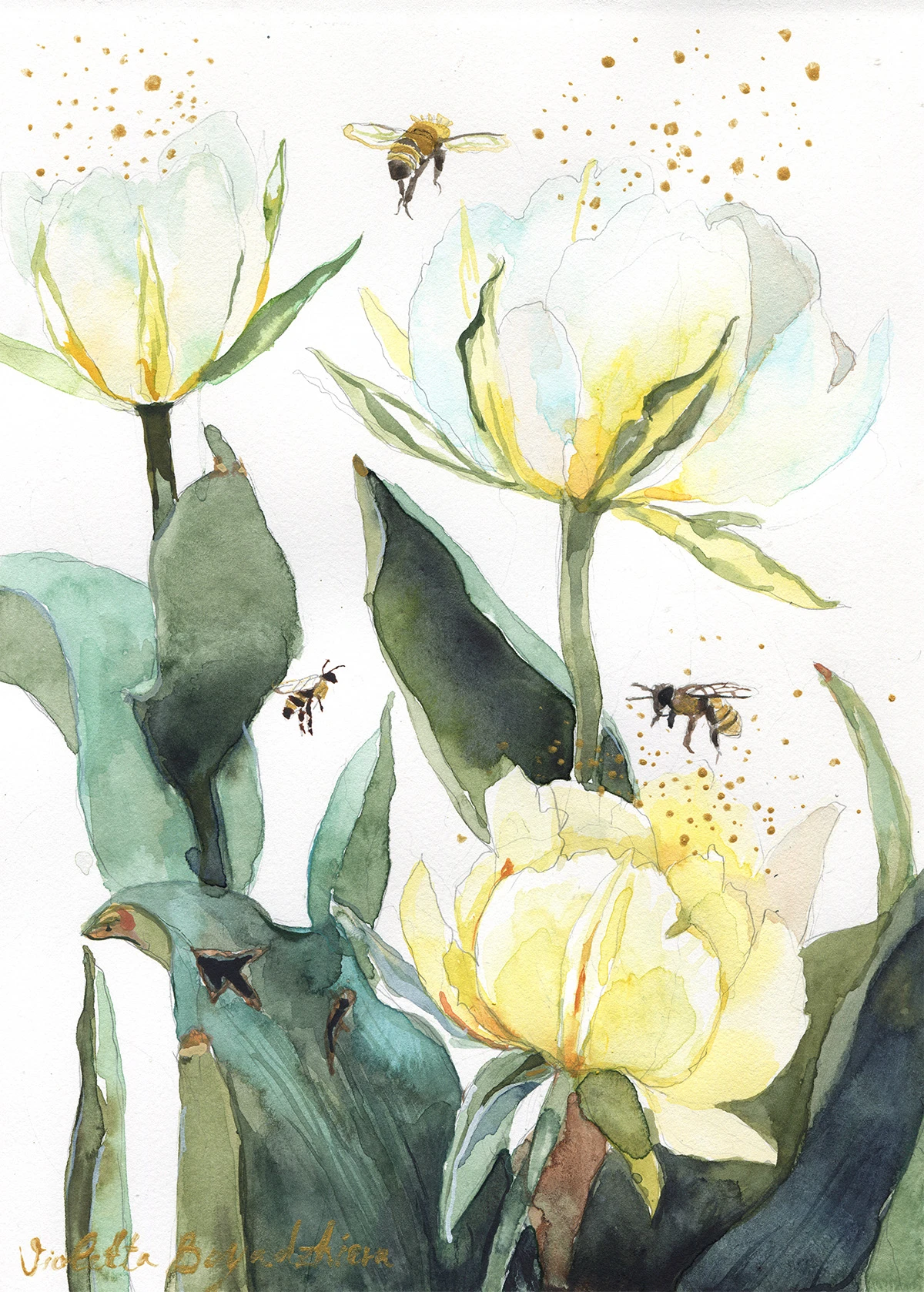 Заредени лалета Лалета 2