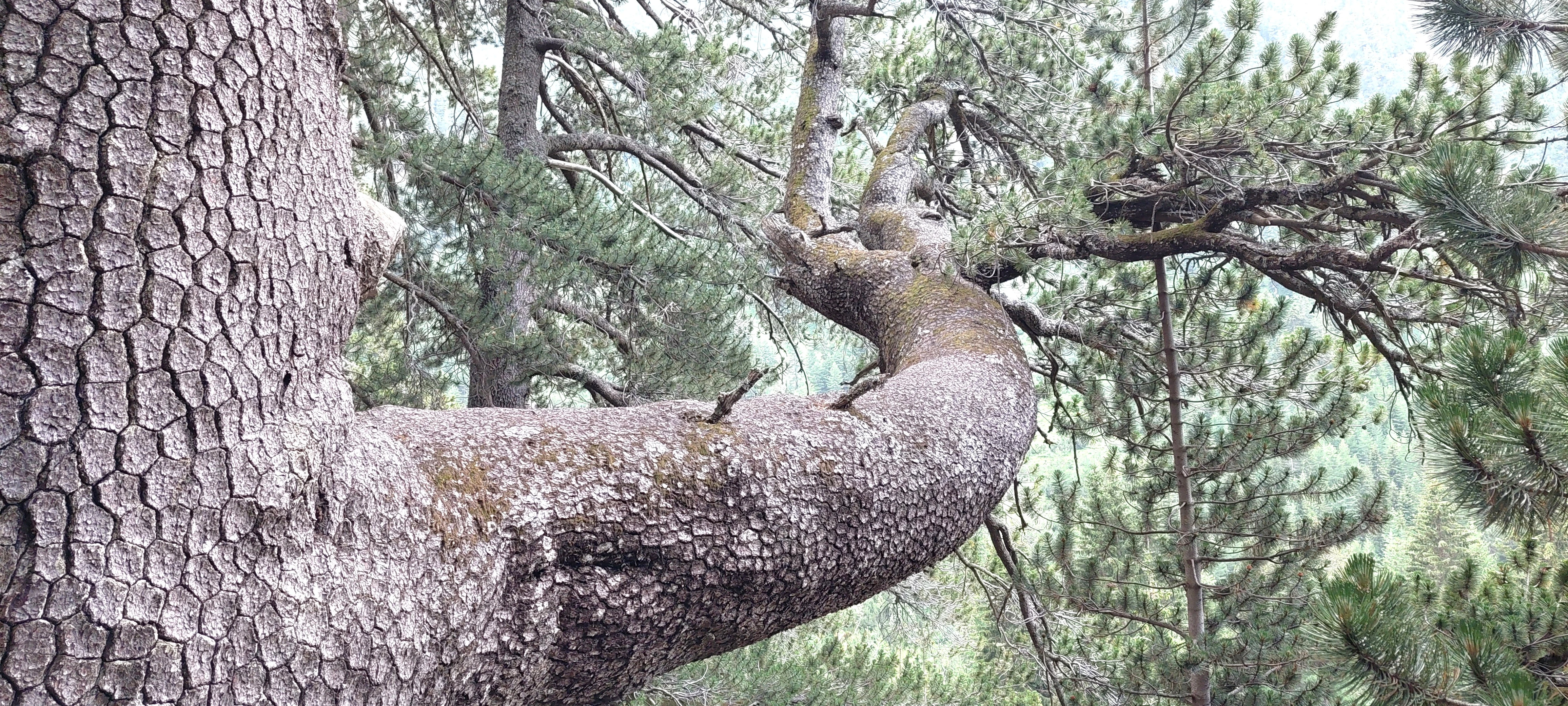 One of the oldest trees in the world is ...