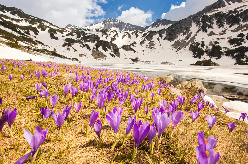 470-pirin-spring-2-16769726007469.jpg