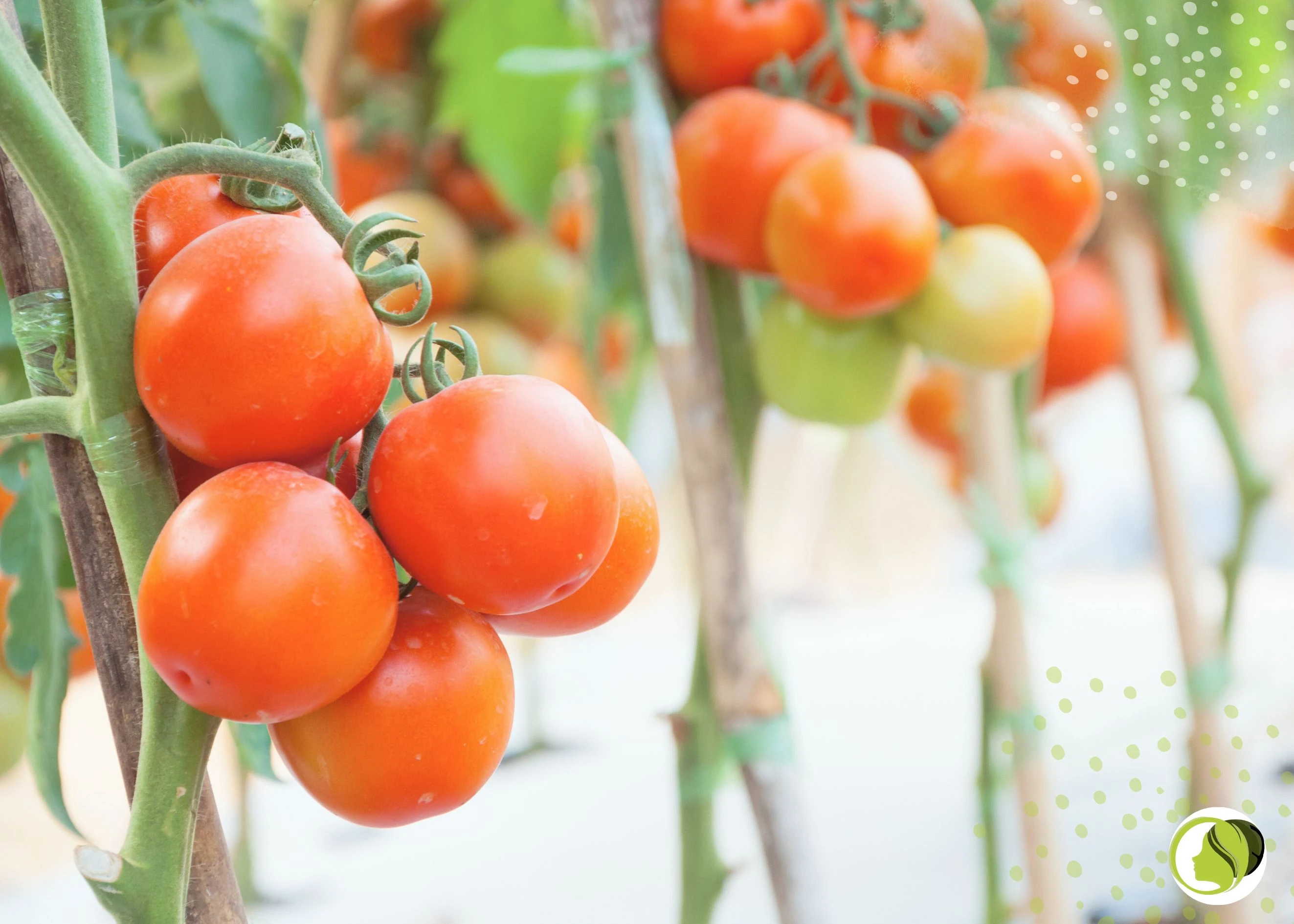 ДОМАТ - С какво е полезен и как да да го консумираме ако страдаме от хормонален дисбаланс?