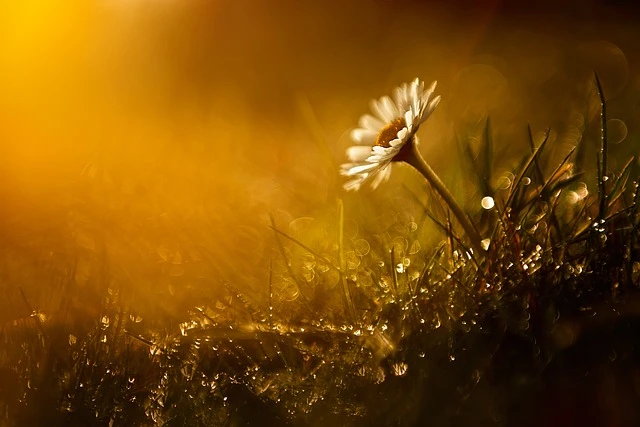 r25-daisy-4373803640-17358290292491.jpg