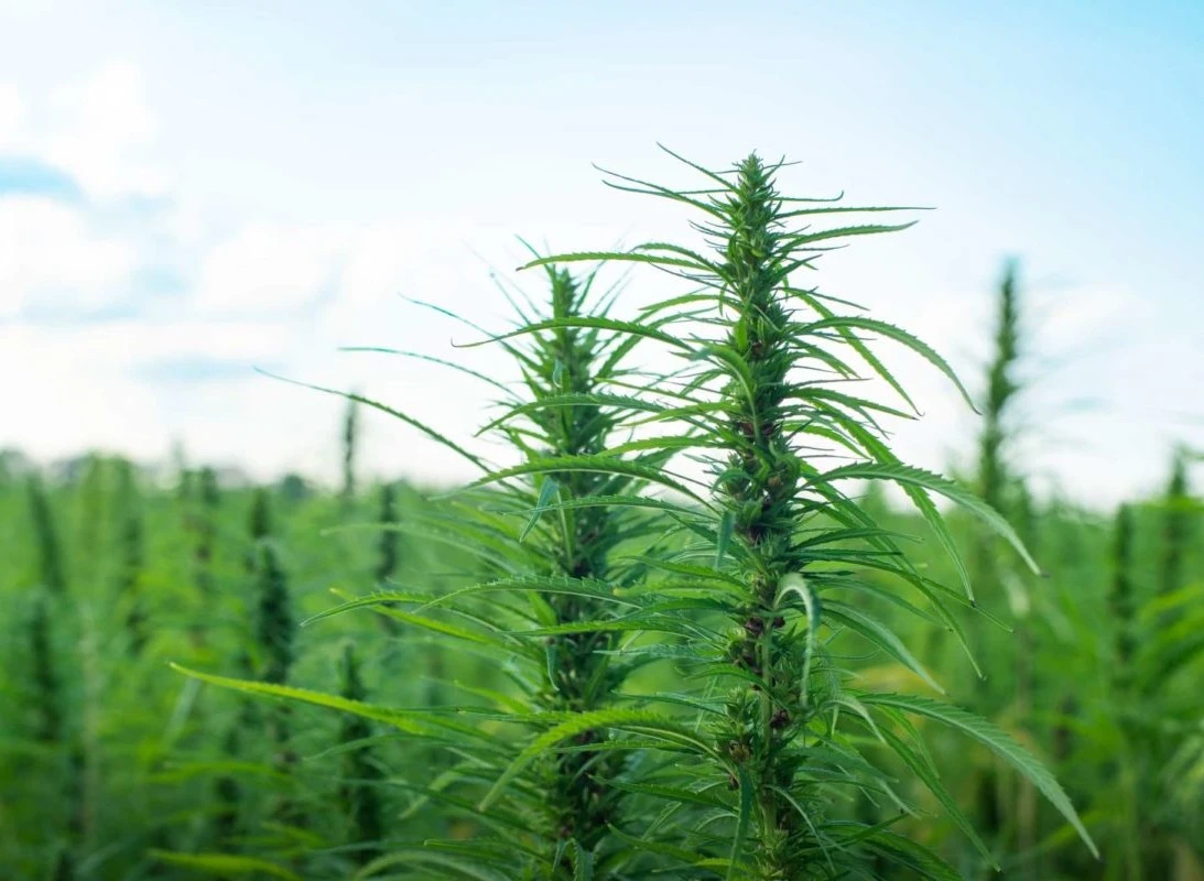 500109380056-industrial-hemp-stalks-on-blue-sky-background-e1734283362373-17580263179594.jpg