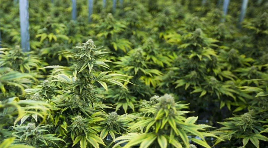 Торове и индивидуални програми за торене за индустриален коноп | Максимални добиви