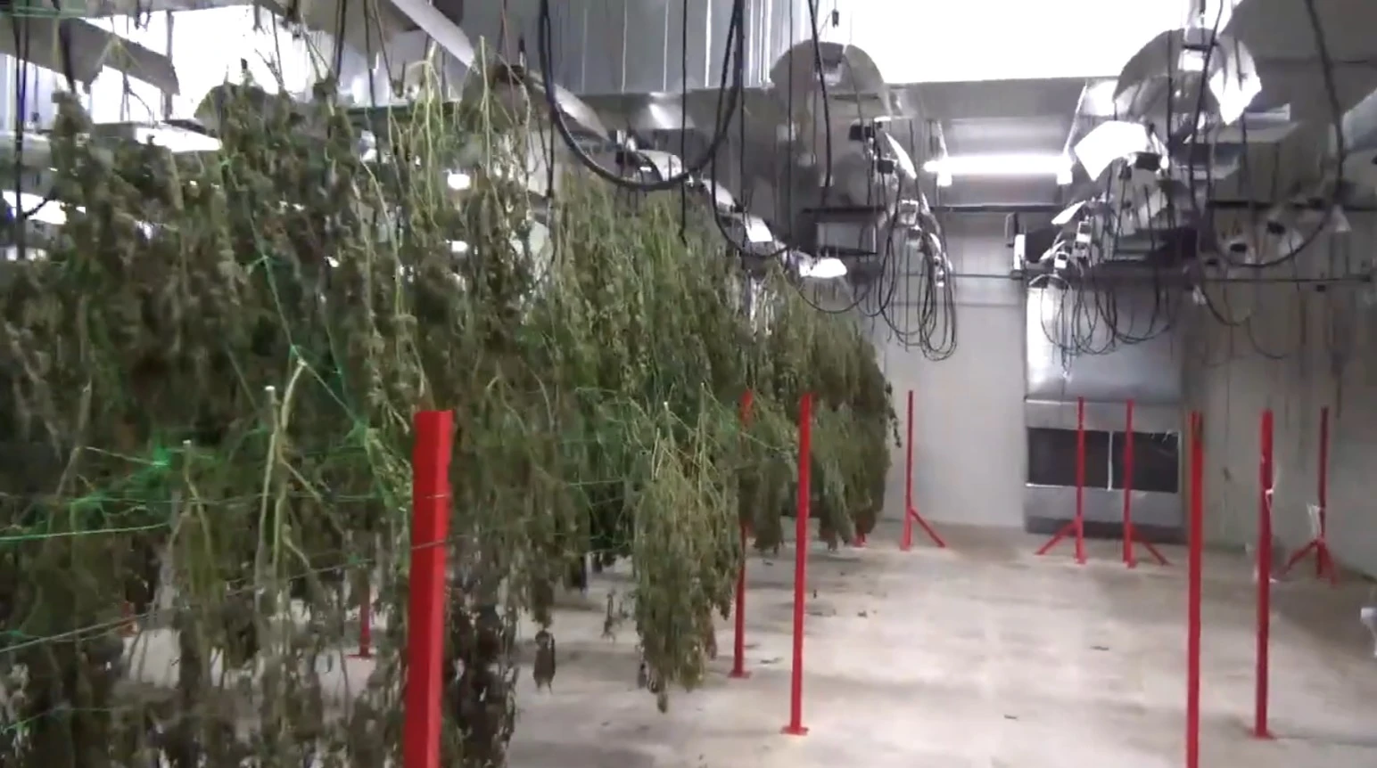 Сушене и съхранение на индустриален коноп – най-подценяваният фактор за качествена продукция