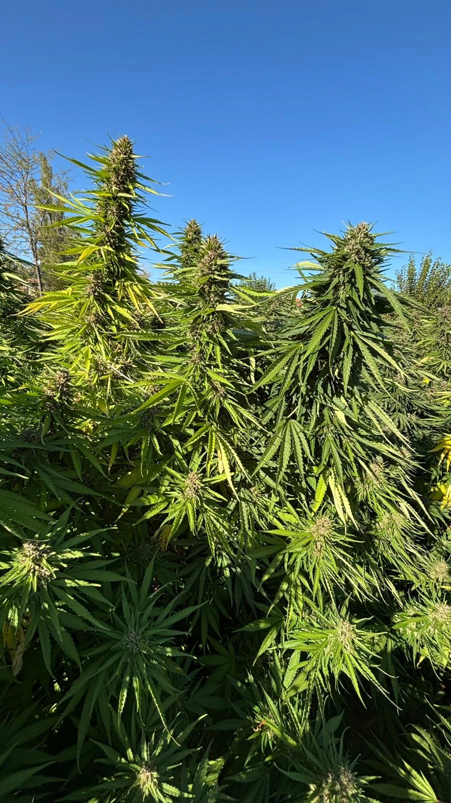 Индустриален коноп – изкупуване | Плащане на място | Анализи за наша сметка