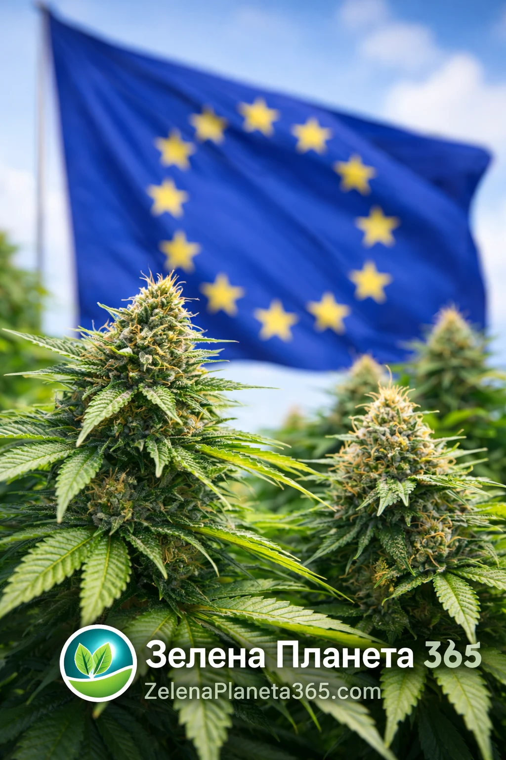 Индустриалният коноп в Европа: Нова регулаторна рамка и възможен праг от 1% THC