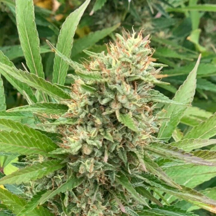 Midwest CBD /Български Канабис Сортове/