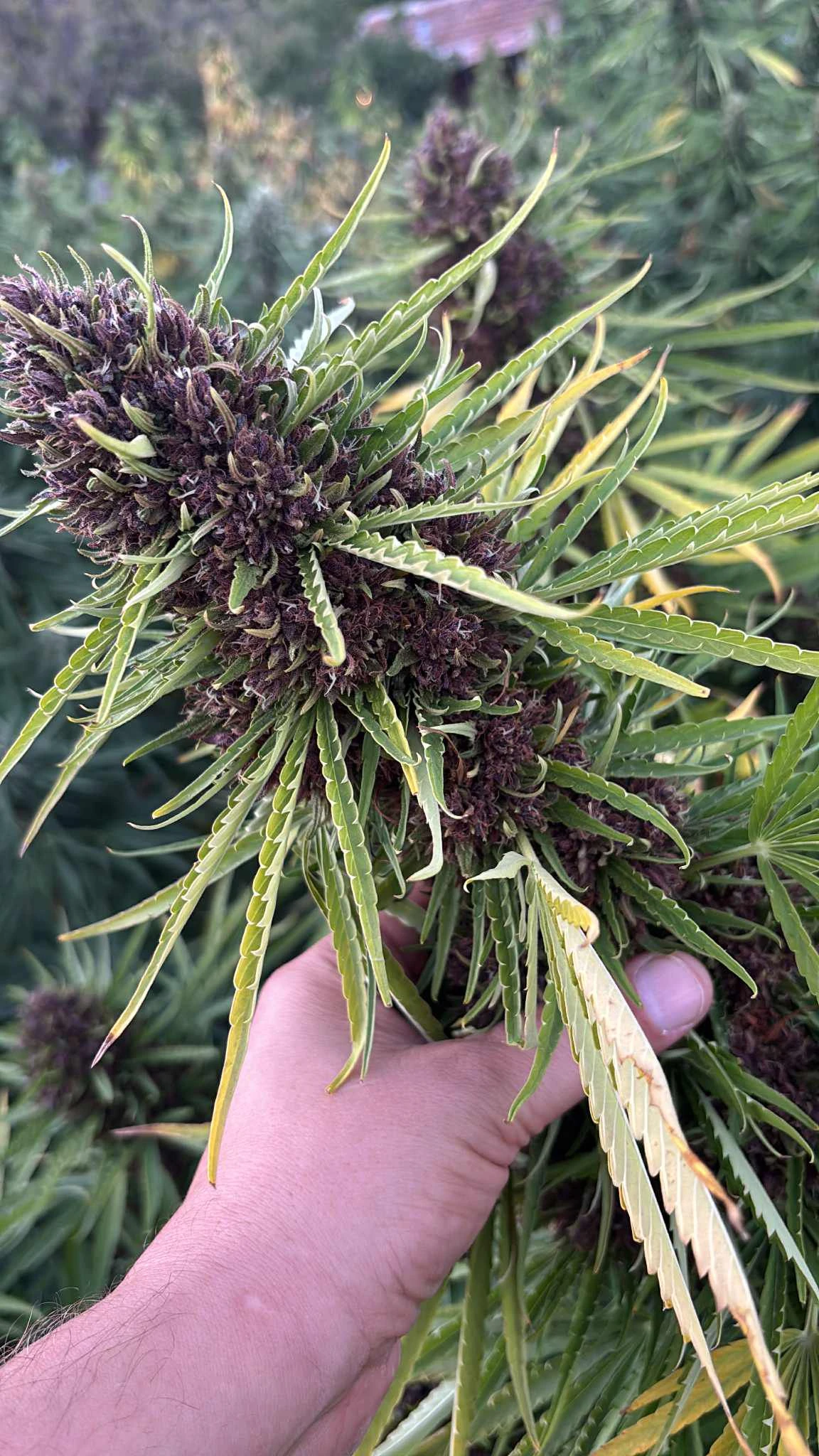 CBD Heaven /Български Канабис Семена/